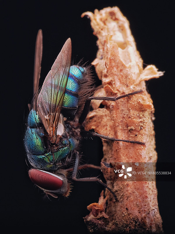 昆虫在植物上特写，黑色背景图片素材