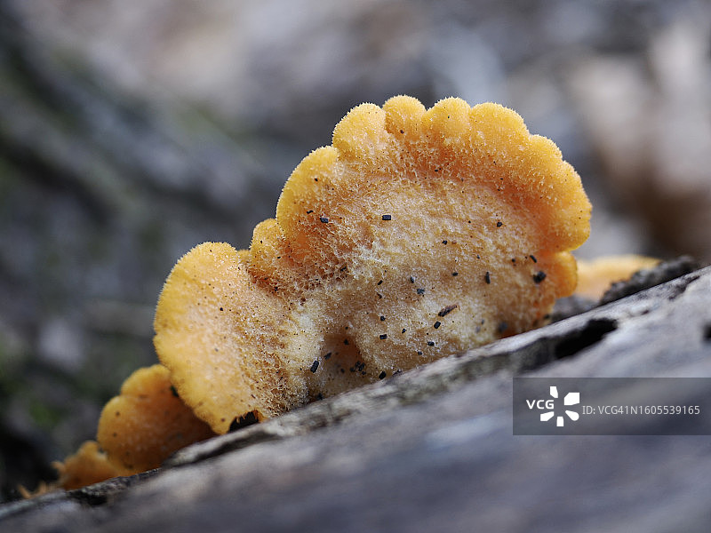 美国马萨诸塞州韦尔斯利岩石上生长的蘑菇特写图片素材