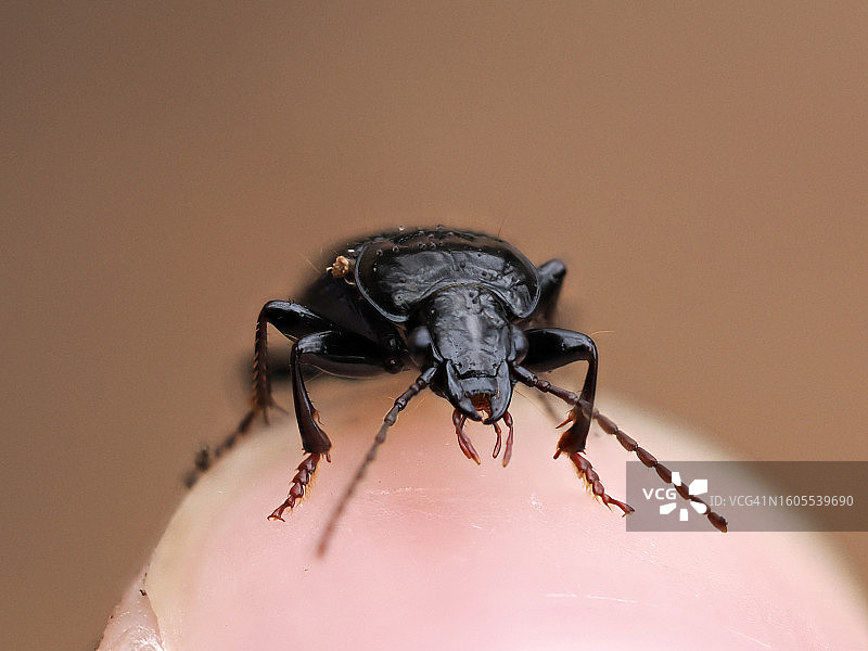 人皮肤上的甲虫特写，美国马萨诸塞州韦尔斯利图片素材
