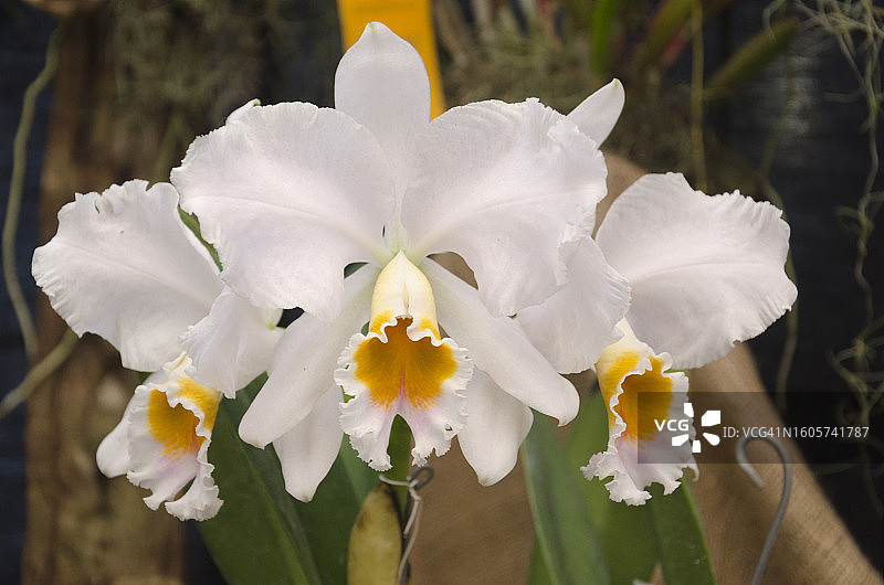 佩西瓦尔嘉德丽亚兰图片素材