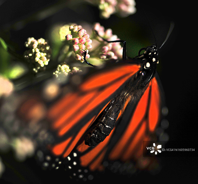 帝王蝶停留在黑眼苏珊花上图片素材