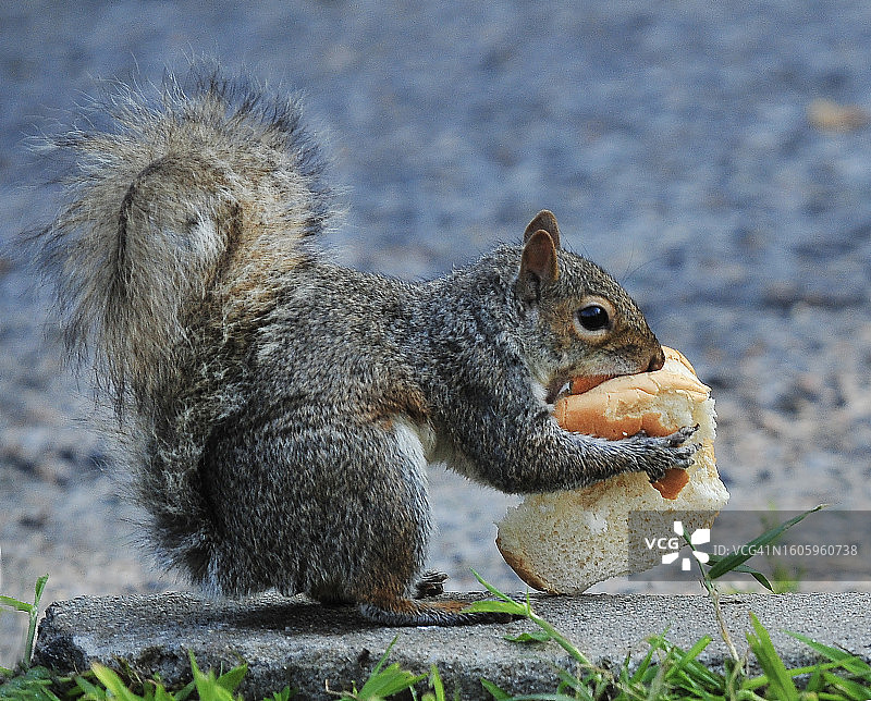 坐着吃意大利面包的松鼠图片素材