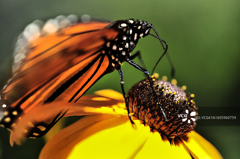 帝王蝶停留在黑眼苏珊花上图片素材