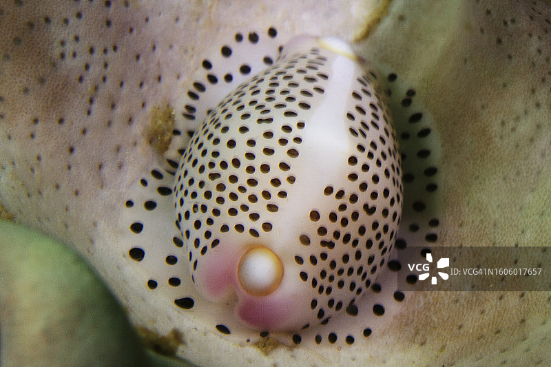 黑点卵宝贝图片素材