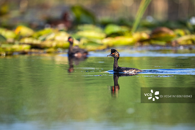 黑颈䴙䴘，位于罗马尼亚多瑙河三角洲图片素材