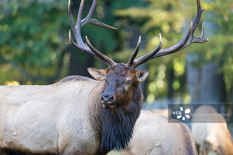 秋季长角雄麋图片素材