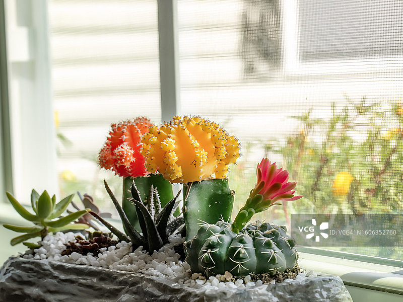 室内仙人掌图片素材