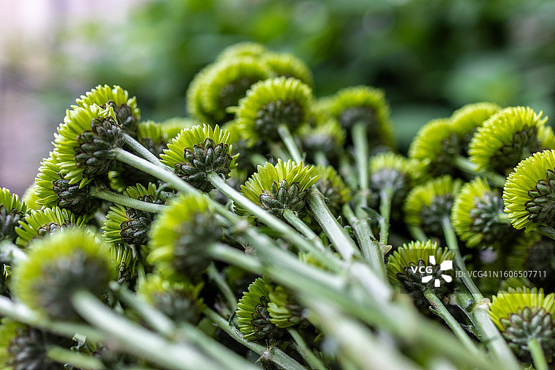 新鲜采摘的青柠色菊花图片素材