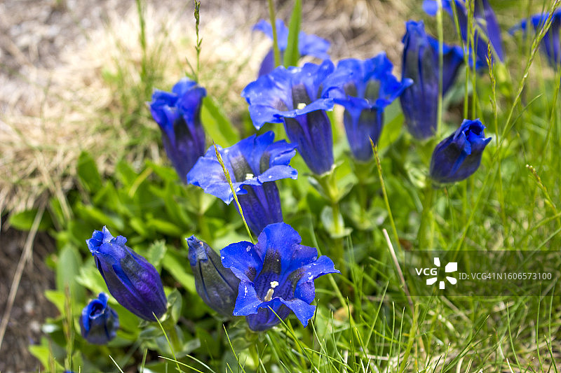 小号龙胆图片素材