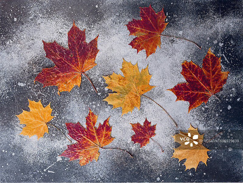 秋叶自然背景：灰色石膏表面上的红黄色枫叶图片素材