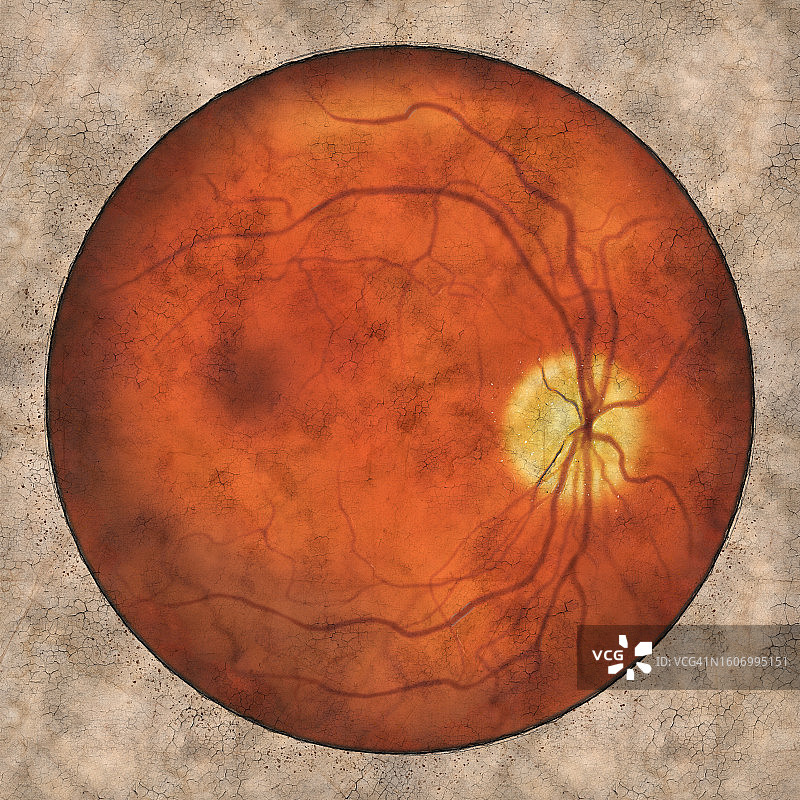正常视网膜图示图片素材