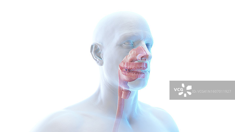 口腔和鼻腔插图图片素材