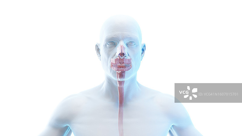 口腔和鼻腔插图图片素材