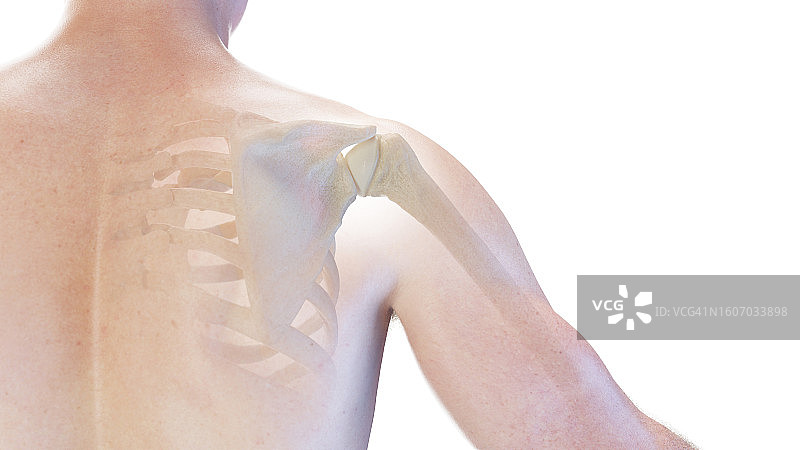 骨骼肩部，插图图片素材