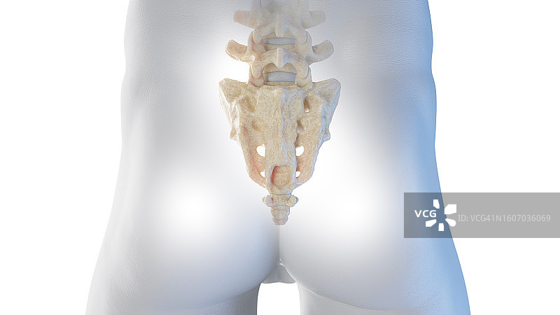 骶骨后视图图示图片素材