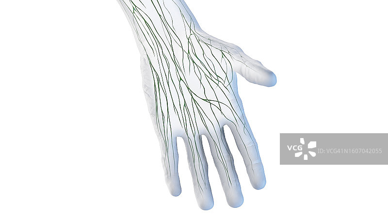 手部淋巴管插图图片素材