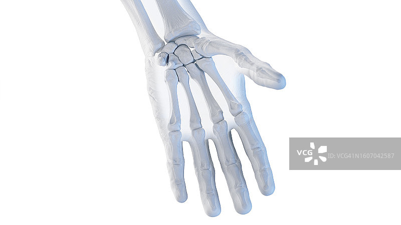 手部骨骼插画图片素材