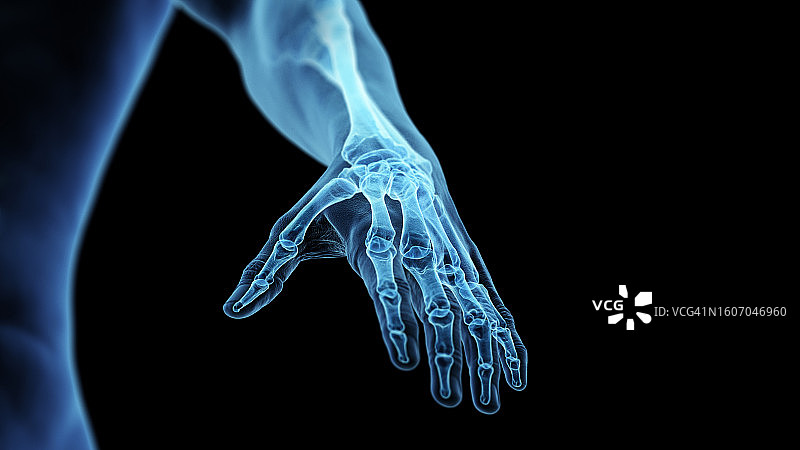 手部骨骼插画图片素材