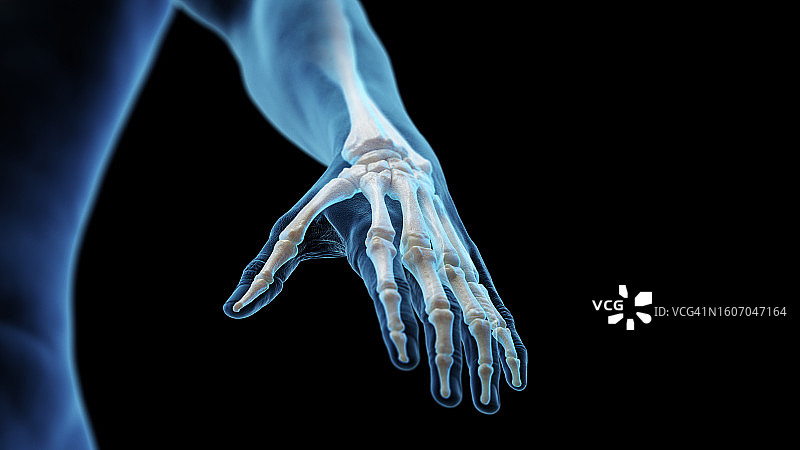 手部骨骼插画图片素材