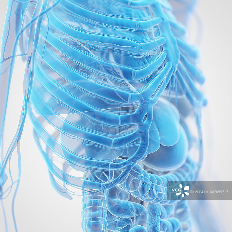 胸腔解剖结构图图片素材