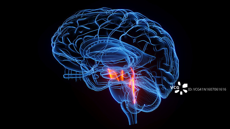 大脑脚插图图片素材