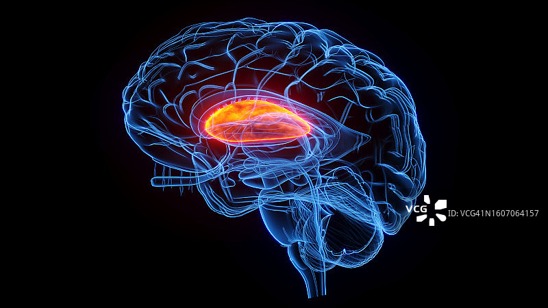 壳核插图图片素材