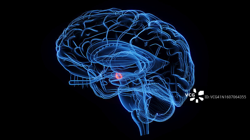 乳头体插图图片素材