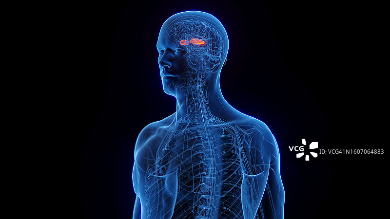 苍白球外侧部，图示图片素材