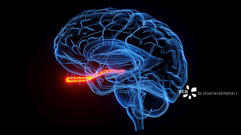 视神经插图图片素材