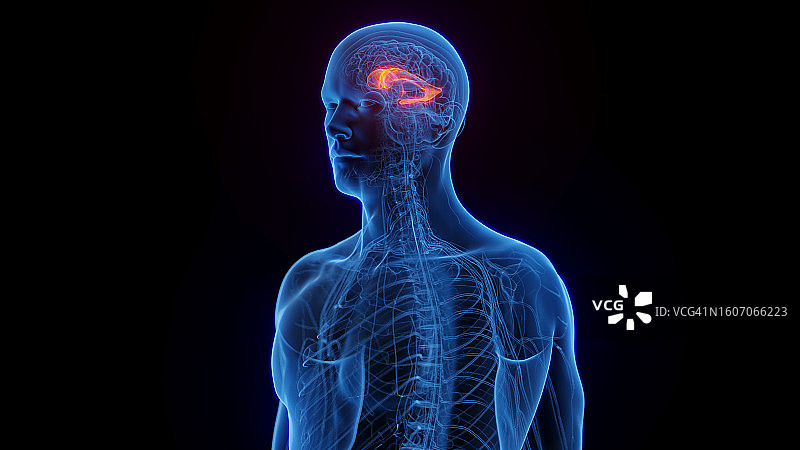 侧脑室图示图片素材