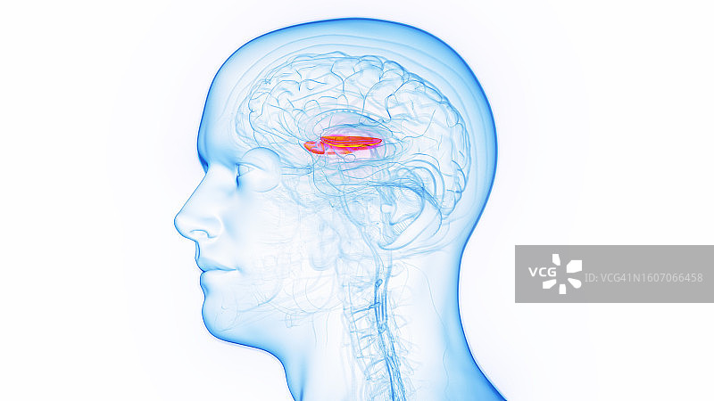 内侧苍白球插图图片素材