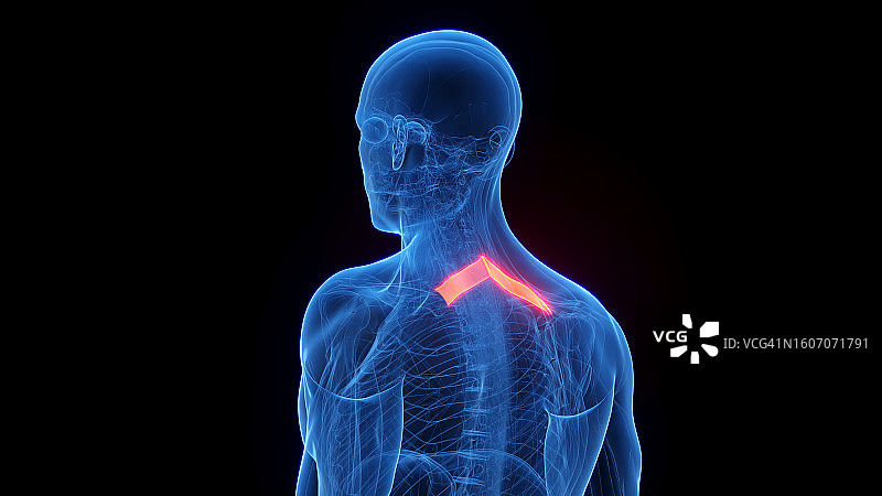 小菱形肌插图图片素材