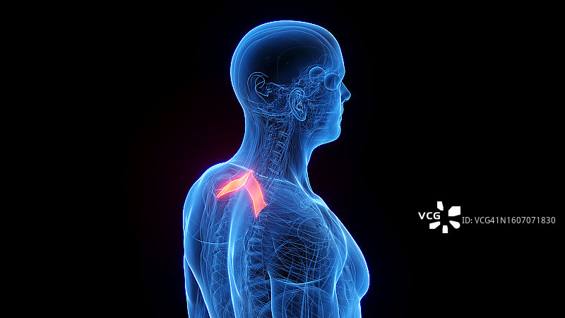 小菱形肌插图图片素材