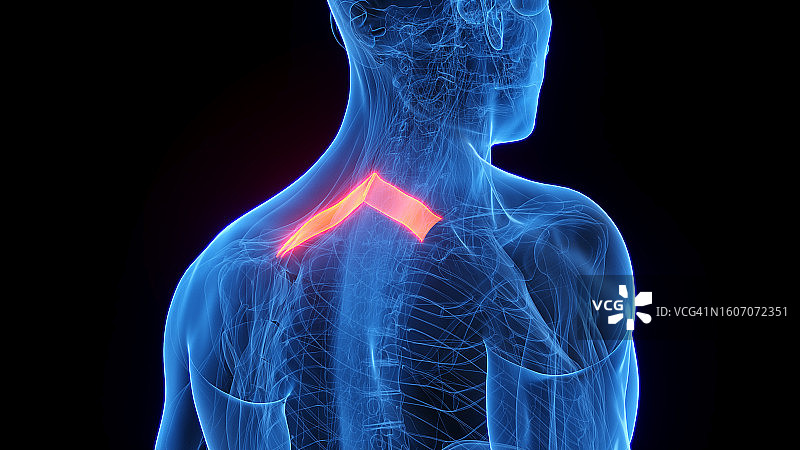 小菱形肌插图图片素材