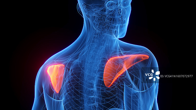 冈下肌插图图片素材