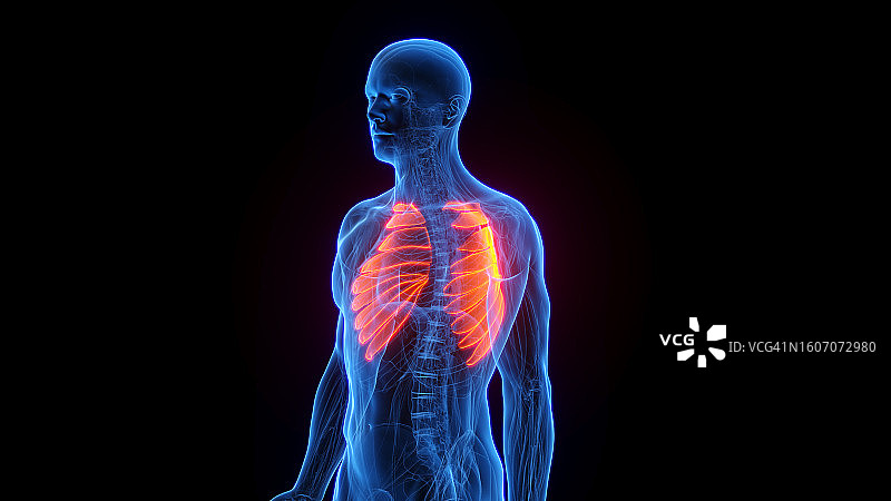 前锯肌插画图片素材