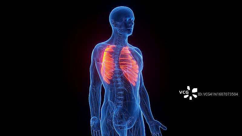 前锯肌插画图片素材