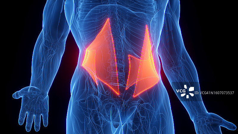 腹内斜肌插画图片素材