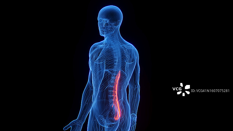 多裂肌插图图片素材