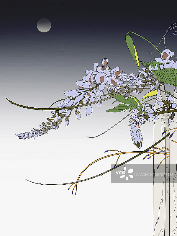 盛开的紫藤花插画图片素材