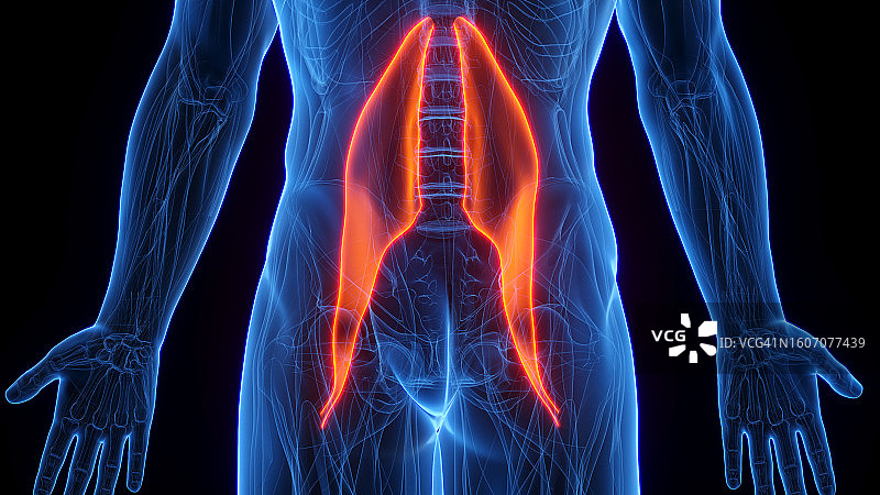 腰大肌图示图片素材