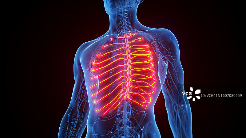 肋间神经插画图片素材