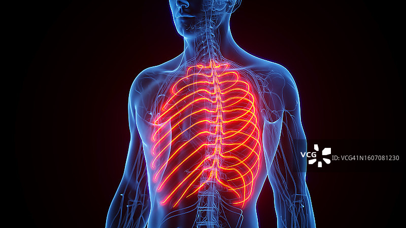 肋间神经插画图片素材