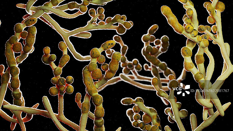 分枝孢霉菌图片素材