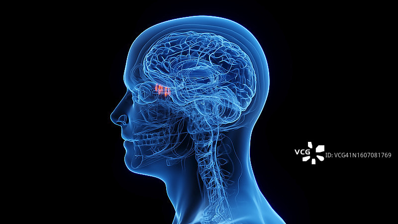 嗅觉神经插图图片素材