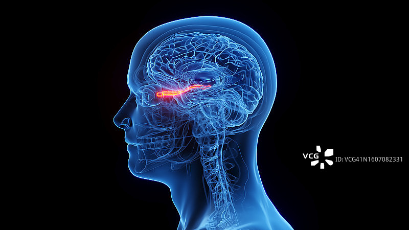 视神经插图图片素材