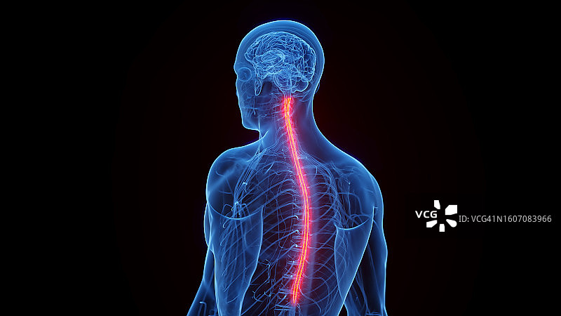 脊髓插图图片素材