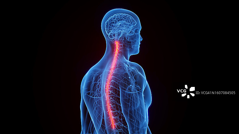 脊髓插图图片素材