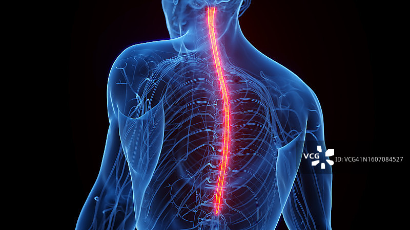 脊髓插图图片素材