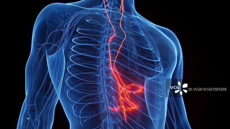 迷走神经，图示图片素材